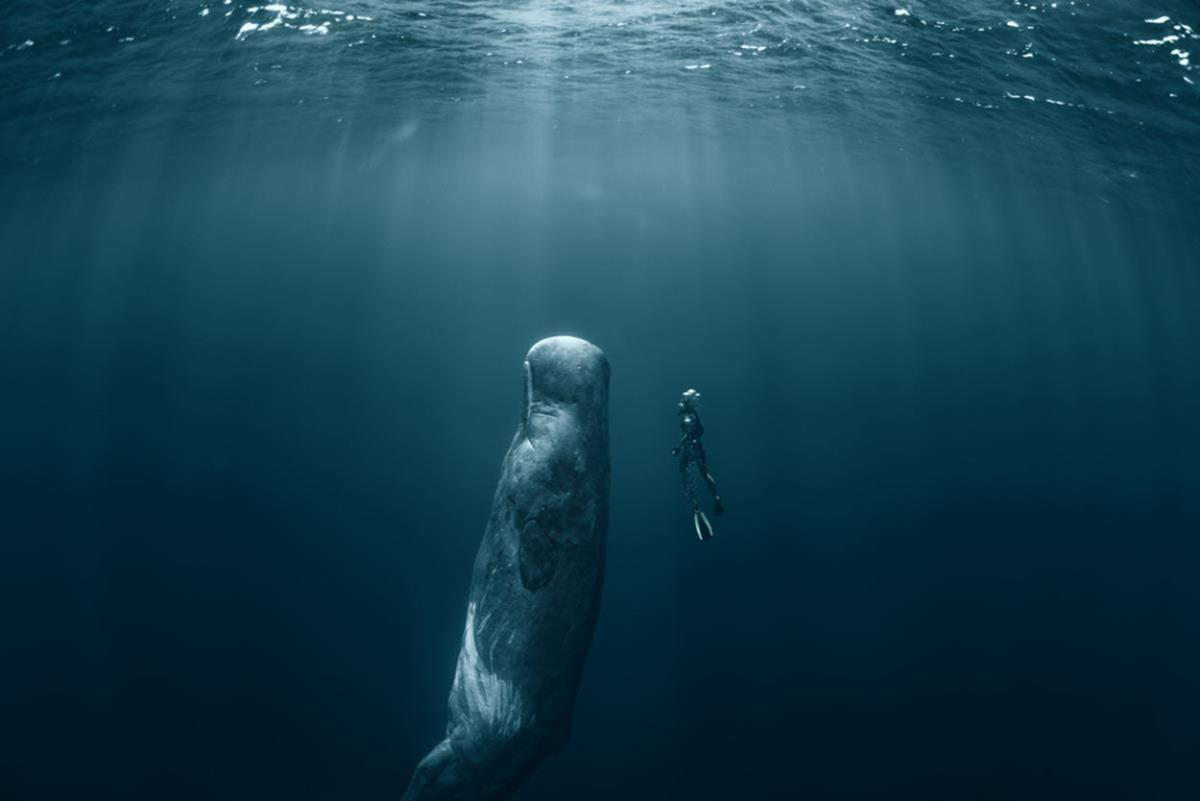 A free diver swimming beside a blue whale